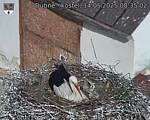 Capi_Dubne_20250514_083502.jpg
