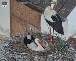 Capi_Dubne_20250514_084502.jpg