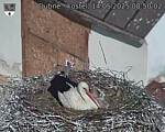 Capi_Dubne_20250514_085002.jpg