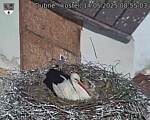 Capi_Dubne_20250514_085503.jpg