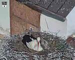 Capi_Dubne_20250514_090003.jpg