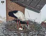 Capi_Dubne_20250514_090503.jpg