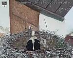 Capi_Dubne_20250514_092003.jpg