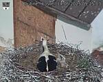 Capi_Dubne_20250514_092503.jpg