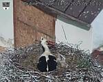 Capi_Dubne_20250514_093002.jpg