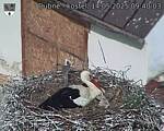 Capi_Dubne_20250514_094003.jpg