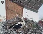 Capi_Dubne_20250514_095002.jpg