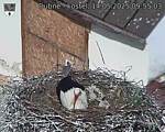 Capi_Dubne_20250514_095503.jpg
