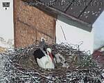 Capi_Dubne_20250514_101003.jpg