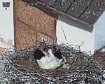 Capi_Dubne_20250514_101502.jpg