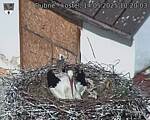 Capi_Dubne_20250514_102003.jpg