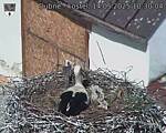 Capi_Dubne_20250514_103004.jpg