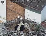Capi_Dubne_20250514_104003.jpg