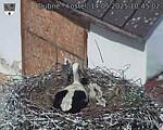 Capi_Dubne_20250514_104502.jpg