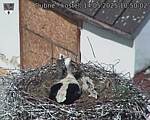 Capi_Dubne_20250514_105002.jpg