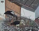 Capi_Dubne_20250514_110002.jpg