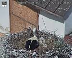 Capi_Dubne_20250514_111003.jpg