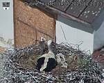 Capi_Dubne_20250514_112003.jpg
