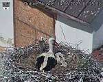 Capi_Dubne_20250514_112502.jpg