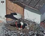 Capi_Dubne_20250514_113003.jpg