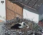Capi_Dubne_20250514_113503.jpg