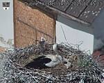Capi_Dubne_20250514_114503.jpg