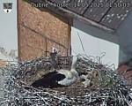 Capi_Dubne_20250514_115003.jpg
