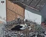 Capi_Dubne_20250514_115503.jpg