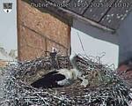 Capi_Dubne_20250514_121002.jpg