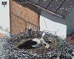 Capi_Dubne_20250514_121504.jpg