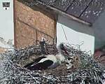 Capi_Dubne_20250514_123002.jpg