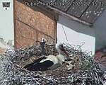 Capi_Dubne_20250514_123502.jpg