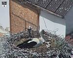 Capi_Dubne_20250514_124003.jpg