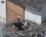 Capi_Dubne_20250514_124502.jpg