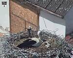Capi_Dubne_20250514_125003.jpg