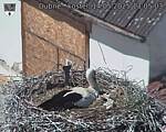 Capi_Dubne_20250514_130503.jpg