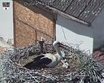 Capi_Dubne_20250514_131002.jpg