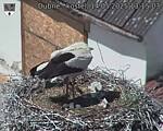 Capi_Dubne_20250514_131503.jpg