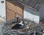 Capi_Dubne_20250514_132003.jpg