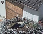 Capi_Dubne_20250514_132503.jpg