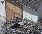Capi_Dubne_20250514_133002.jpg