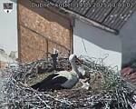 Capi_Dubne_20250514_134002.jpg