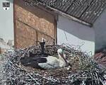 Capi_Dubne_20250514_135002.jpg