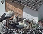 Capi_Dubne_20250514_140002.jpg