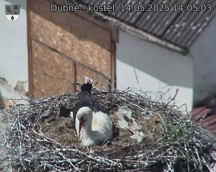 Capi_Dubne_20250514_140503.jpg (1350 x 1080)