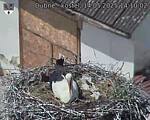 Capi_Dubne_20250514_141002.jpg