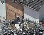 Capi_Dubne_20250514_142003.jpg