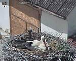 Capi_Dubne_20250514_142502.jpg