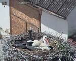 Capi_Dubne_20250514_143003.jpg