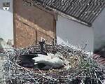 Capi_Dubne_20250514_145003.jpg